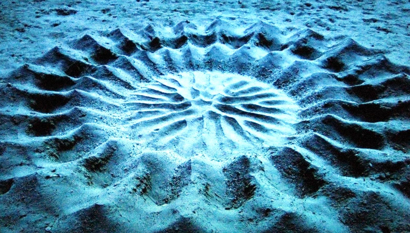 A nest created by white-spotted pufferfish